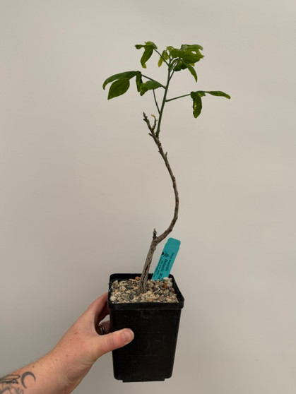 Adenia monadelpha 5" Pot