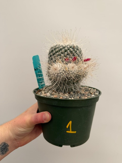 Mammillaria geminispina 6" Pot 1