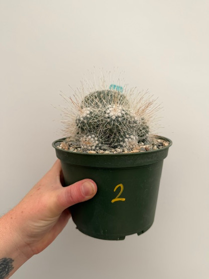 Mammillaria geminispina 6" Pot 2