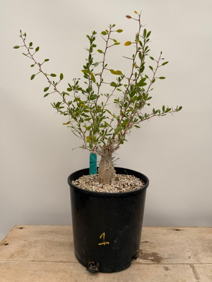 Fouquieria columnaris 2 Gallon Pot 1