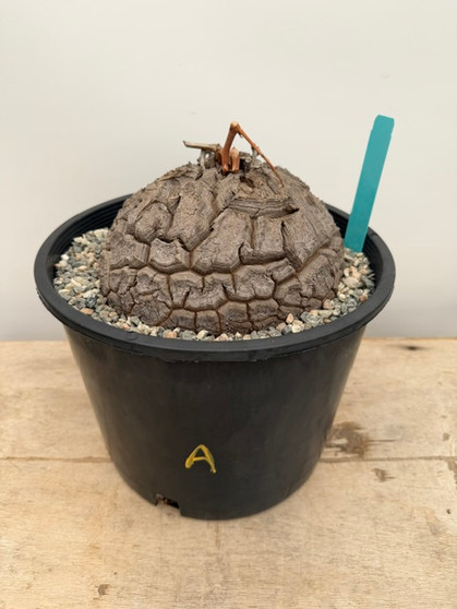 Dioscorea elephantipes 3 Gallon Pot A