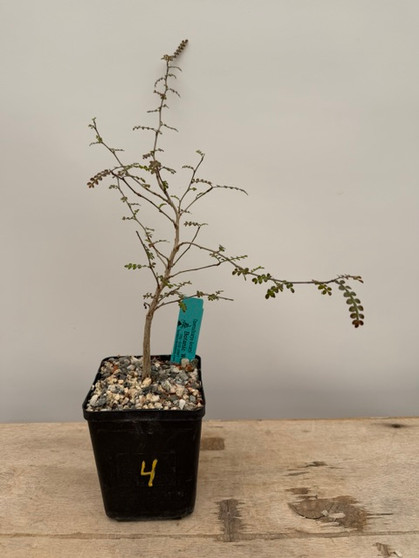 Operculicarya decaryi 5" Pot 4