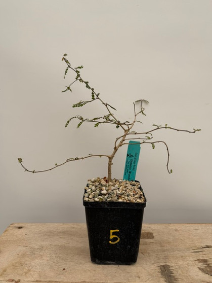 Operculicarya decaryi 5" Pot 5