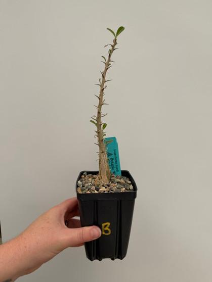 Sesamothamnus lugardii 3.5" Pot B