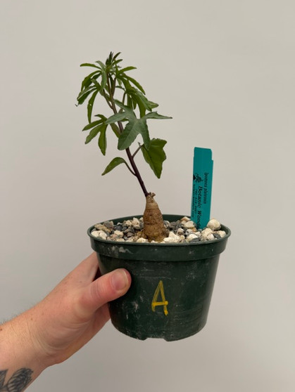 Ipomoea platensis 5" Pot A