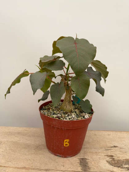 Ficus petiolaris 6" Pot B