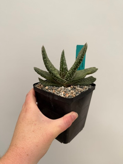 Gasteria retusa 5" Pot