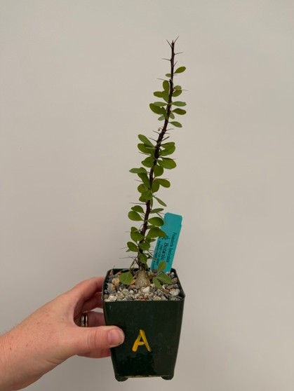 Fouquieria fasciculata 3.5" Pot A