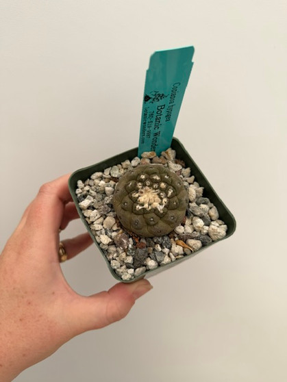 Copiapoa hypogea 3.5" Pot B