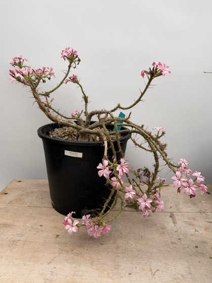 Pachypodium succulentum 2 Gallon Pot