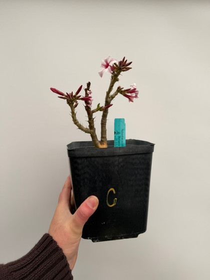 Pachypodium succulentum x bispinosum 6" Pot C