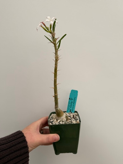 Pachypodium succulentum 3.5" Pot - Rare White Flower!