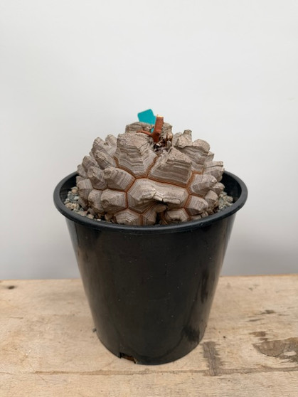 Dioscorea elephantipes 2 Gallon Pot