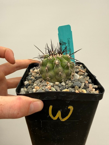 Copiapoa streptocaulon 5" Pot W