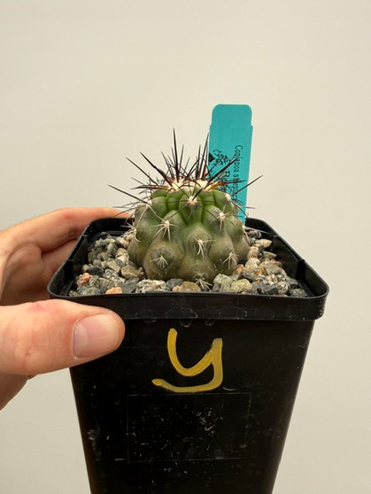 Copiapoa streptocaulon 5" Pot Y