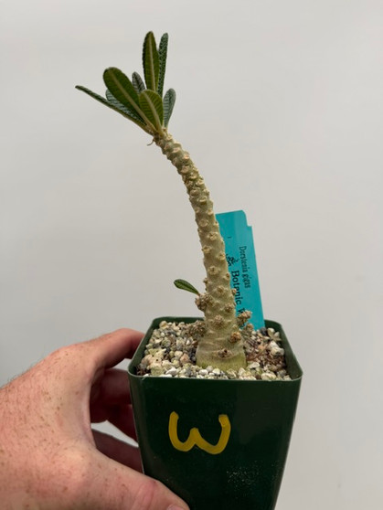 Dorstenia gigas 3.5" Pot W - Seed-grown!