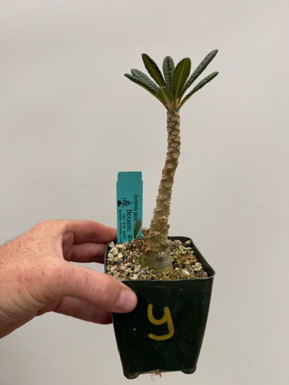 Dorstenia gigas 3.5" Pot Y - Seed-grown!