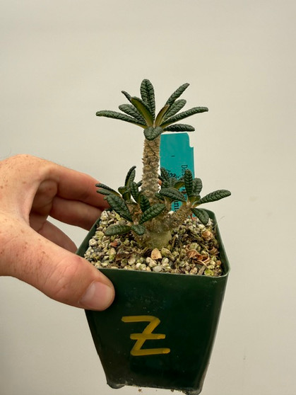 Dorstenia gigas 3.5" Pot Z - Seed-grown!