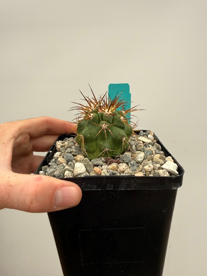 Copiapoa pendulina KK1391 5" Pot