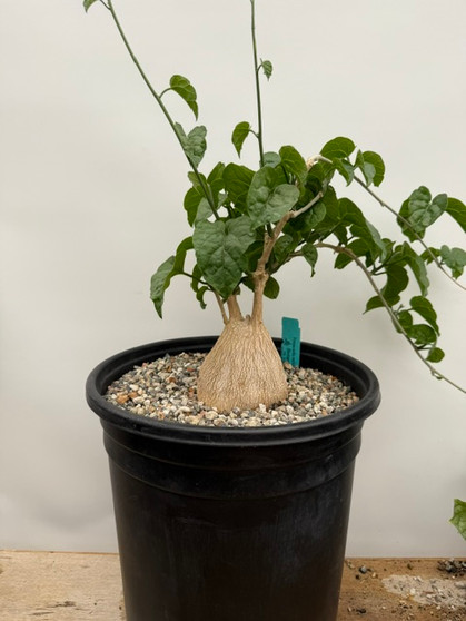 Pyrenacantha malvifolia 5 Gal Pot X - Massive caudex with most buried!