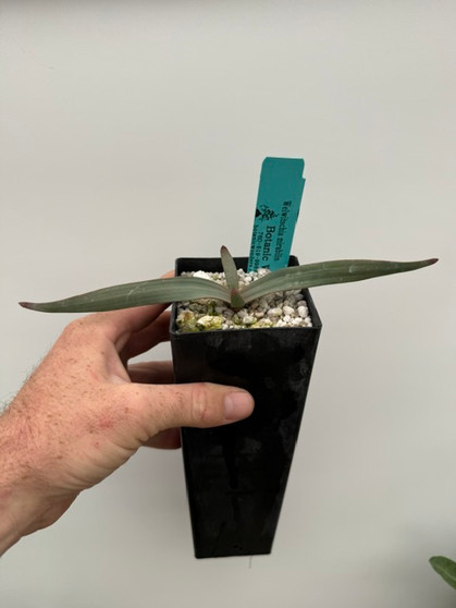 Welwitschia mirabilis - PRICE INCLUDES SHIPPING in-pot!