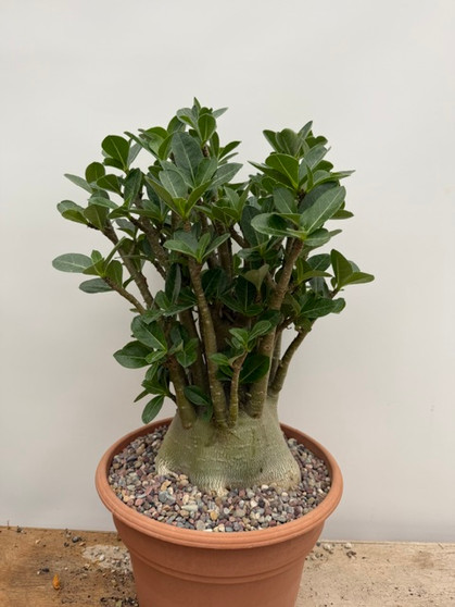 Adenium arabicum 10" Pot - Massive compact specimen with dense branching and fat trunk!