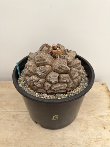 Dioscorea elephantipes 3 Gallon Pot B 