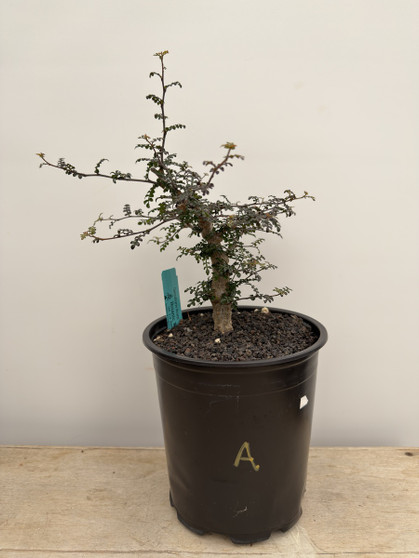 Operculicarya decaryi 1 Gallon Pot A