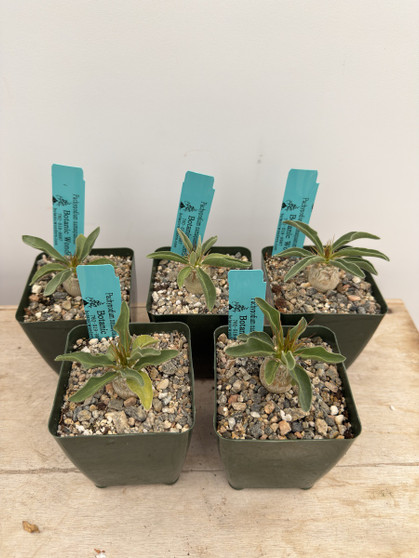 Pachypodium namaquanum 3.5” Pots 