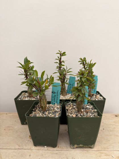 Fouquieria macdougallii 3.5” Pots