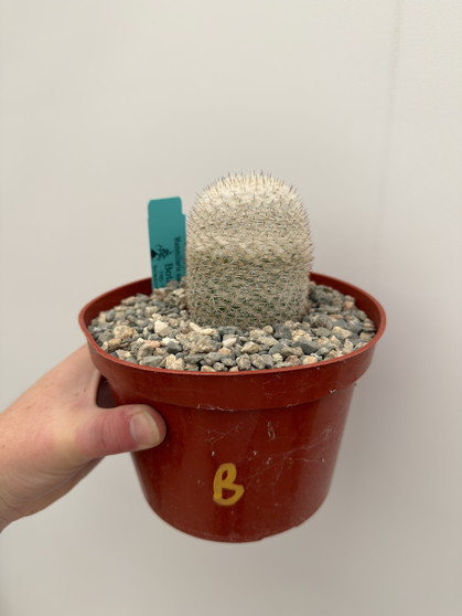 Mammillaria albilanata 6” Pot B 