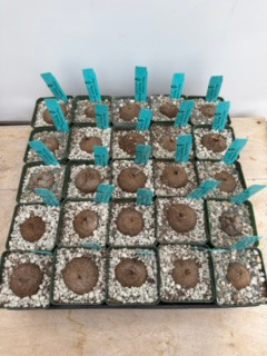 DAILY DEAL - Dioscorea elephantipes 3.5” Pots