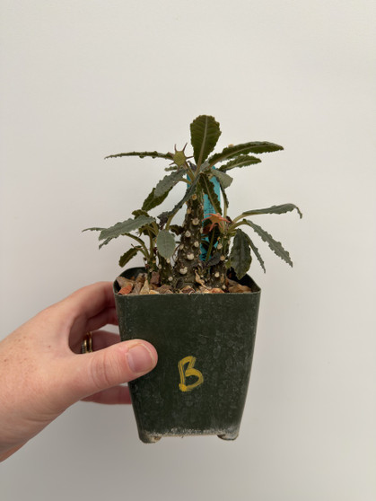 Dorstenia  hybrid 3.5” Pot  B