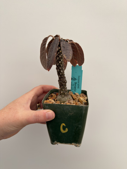 Dorstenia hybrid 3.5” Pot C