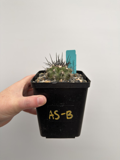 Copiapoa streptocaulon 5” Pot AS-B