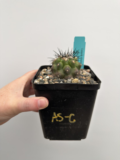 Copiapoa streptocaulon 5” Pot AB-C