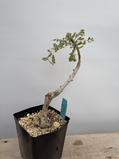 Boswellia discoridis 6” Pot - Well Rooted Cutting