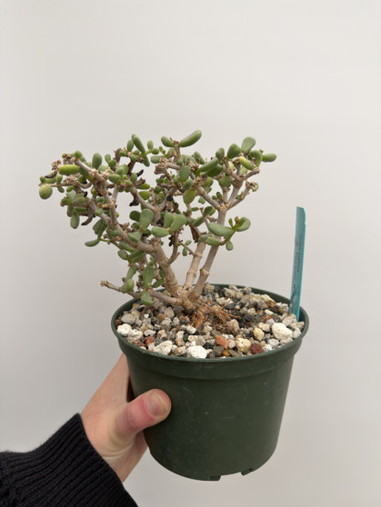 Ceraria pygmaea 6” Pot