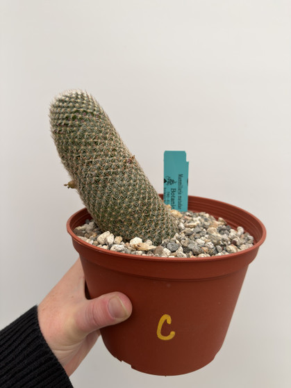 Mammillaria matudae 6” Pot C 