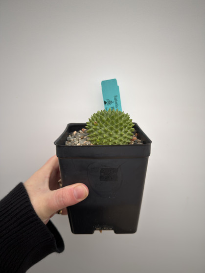 Euphorbia suzannae 5” Pot