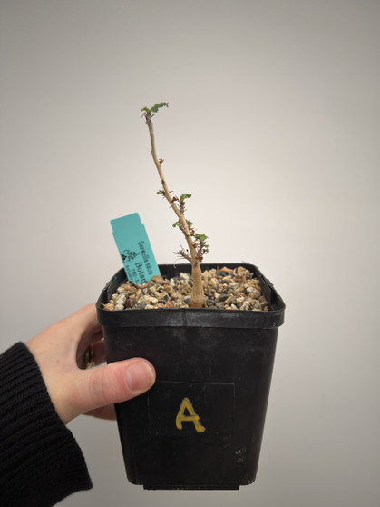 Boswellia sacra 5” Pot A