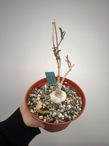 Raphionacme flanaganii 6” Pot