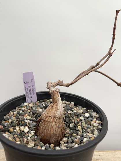 Petopentia natalensis 1 Gallon Pot