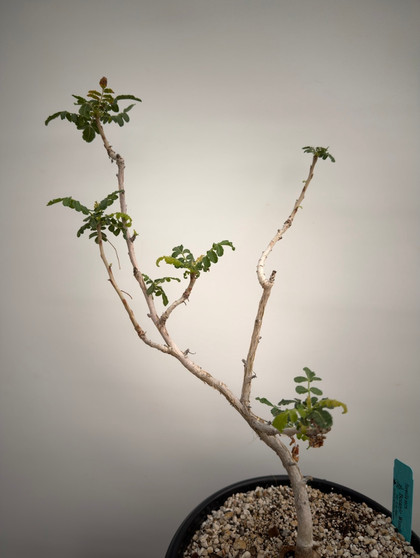 Boswellia sacra 3 Gallon Pot 