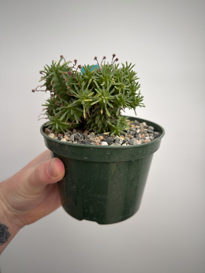 Euphorbia ‘Twinkle Twirl’ 5” pot