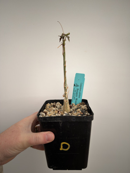 Commiphora unilobata 5” Pot D