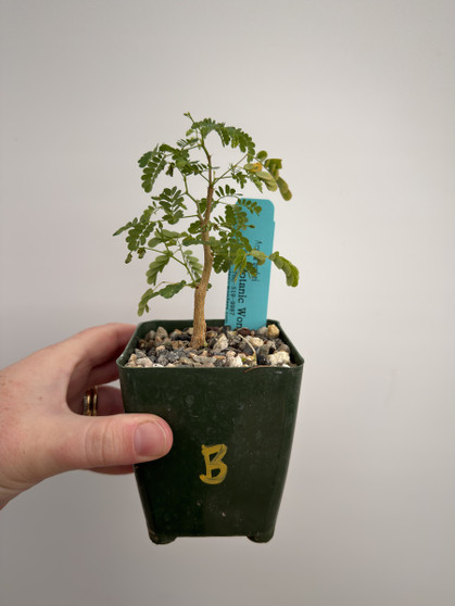 Acacia burkei 3.5” Pot B