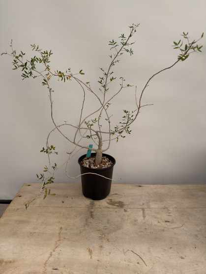Commiphora humbertii 1 gallon pot