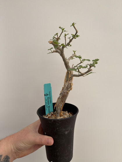 Bursera fagaroides 4” Pot 