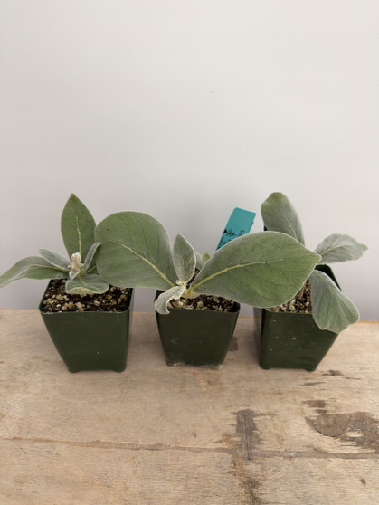 Sinningia hybrid 3.5” Pots 